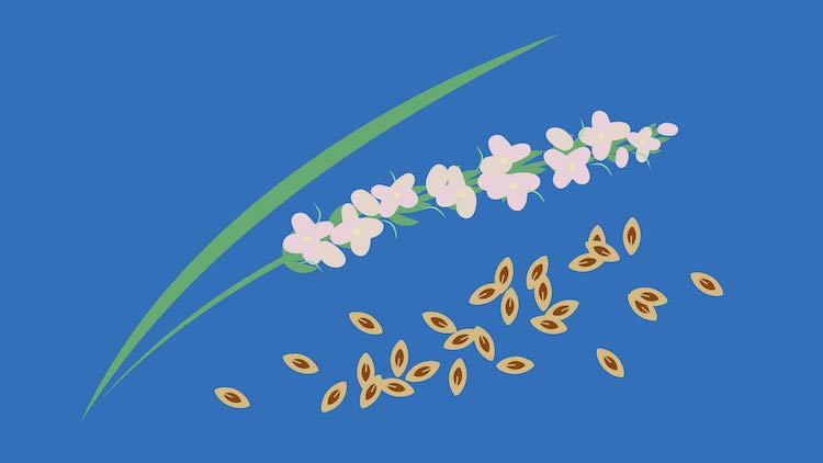 Psyllium Husk, What is The Fuss About?